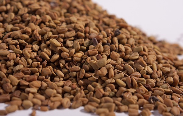 Fenugreek03