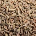 fennel