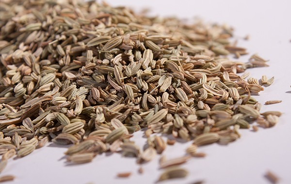 fennel02