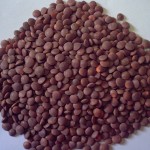 lentils04