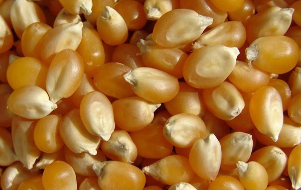 pop-corn