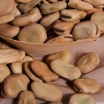 broad-beans02